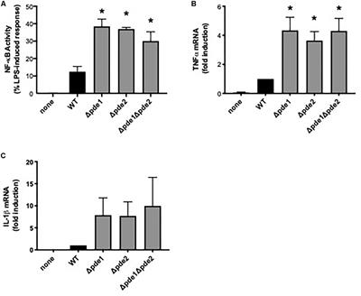 Unique Roles for Streptococcus pneumoniae Phosphodiesterase 2 in Cyclic di-AMP Catabolism and Macrophage Responses